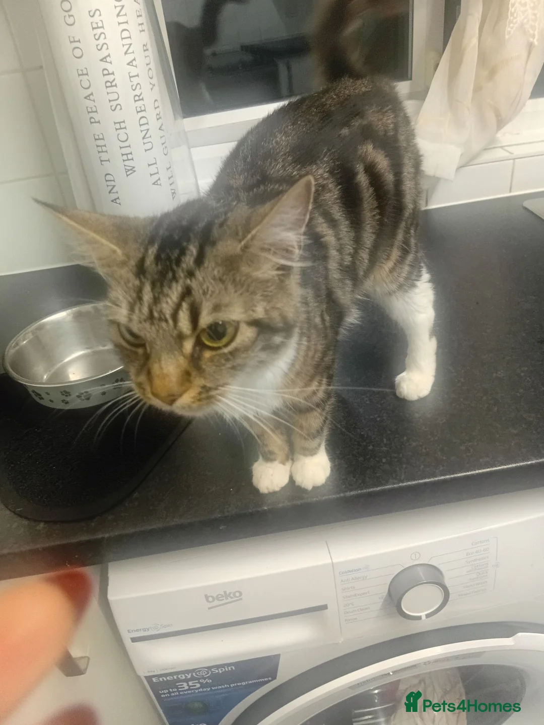Bengal cats for sale: Gorgous kittens looking for furever homex - Advert 6