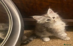 Maine Coon cats for sale: Ready 22.11.2025 - Advert 4