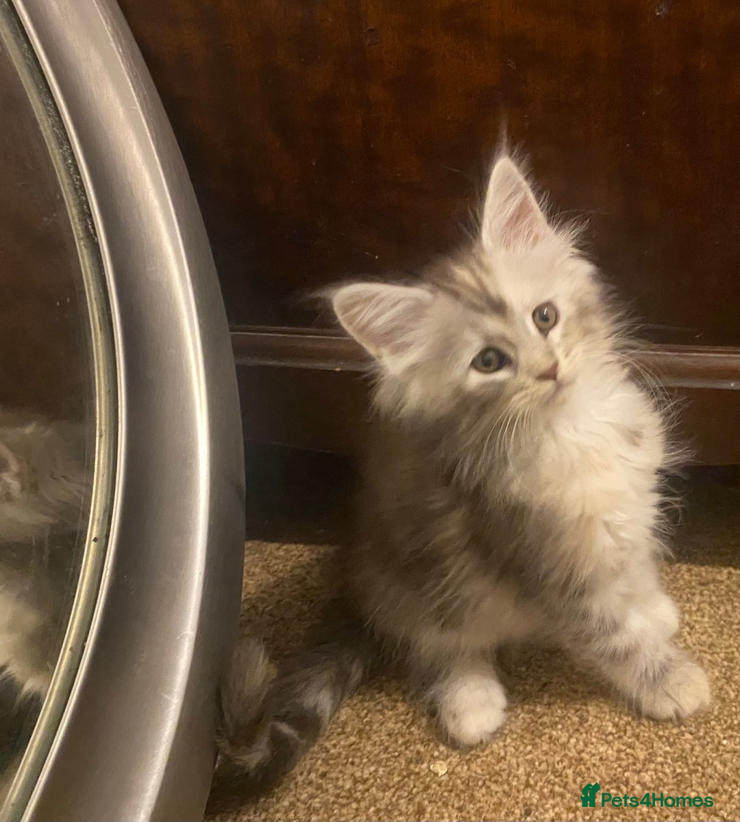 Maine Coon cats for sale: Ready 22.11.2025 - Advert 4