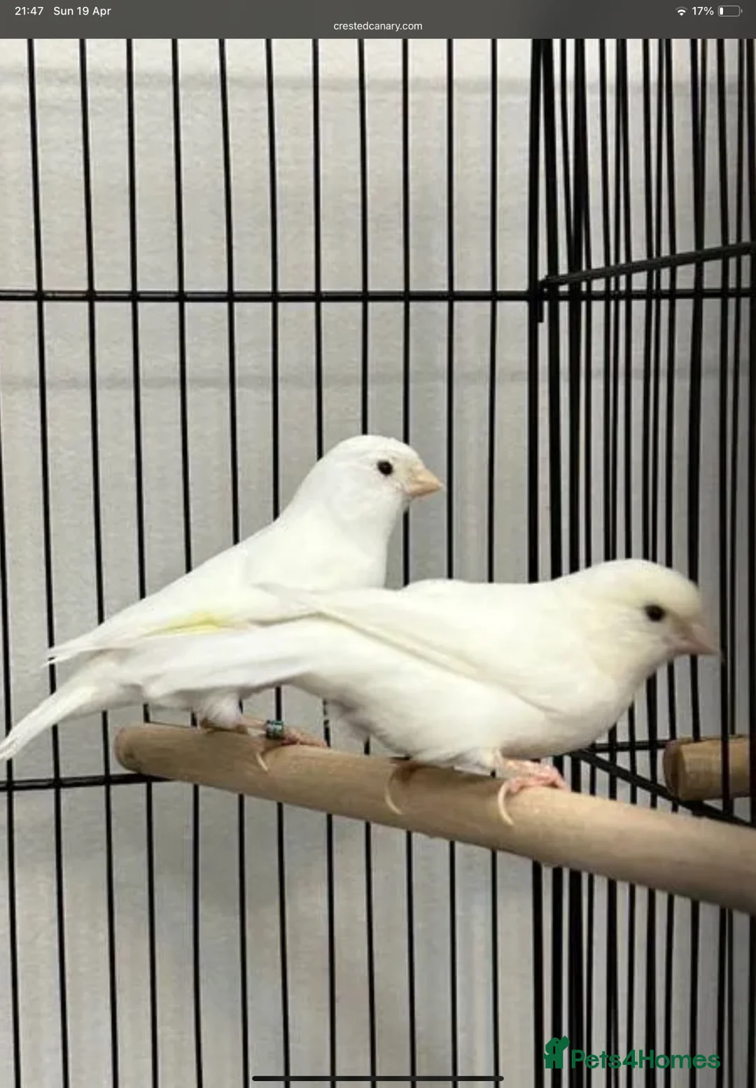 Canaries birds for sale: 7 canaries 2 white five mixed colours  in London - Advert 1