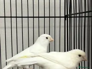 Canaries birds 7 canaries 2 white five mixed colours - Advert 1