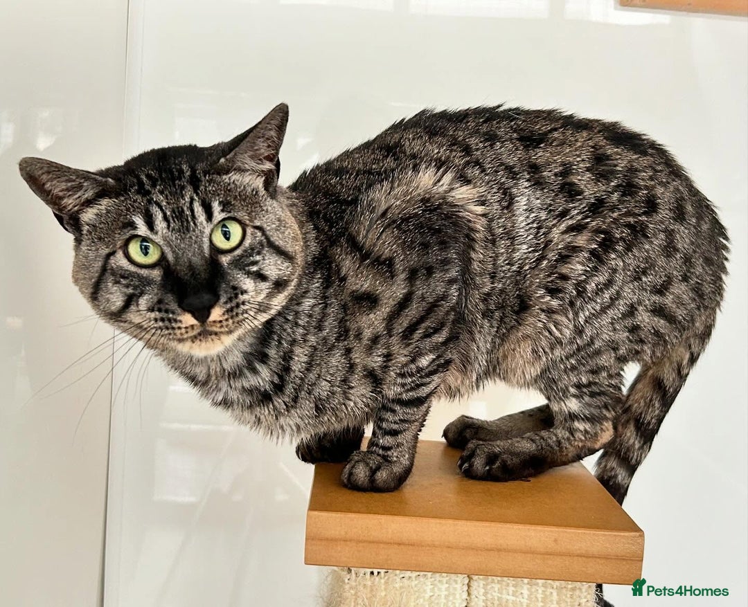 Savannah cats for sale: Retired F5 Silver Savannah boy with black nose - Image 5