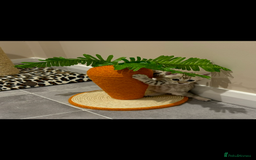 Bengal cats for sale: 😻Tica Best Bengal UK sired Kittens 🏆 🐾 🐱  - Image 27