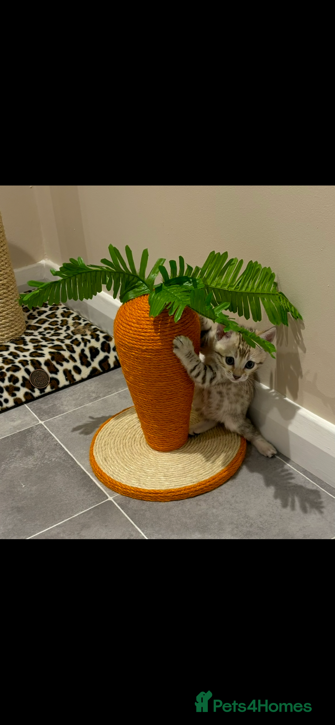 Bengal cats for sale: 😻Tica Best Bengal UK sired Kittens 🏆 🐾 🐱  - Image 27