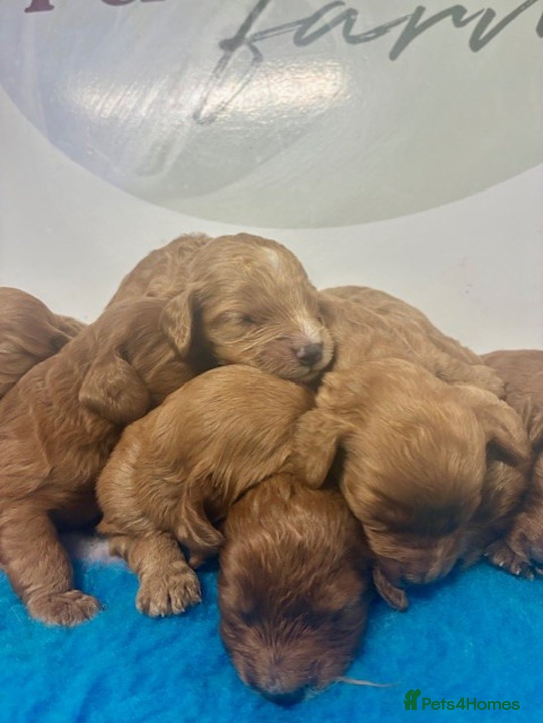 Cockapoo dogs for sale: 🌟 Beautiful F1 Cockapoo puppies 🌟 - Advert 5
