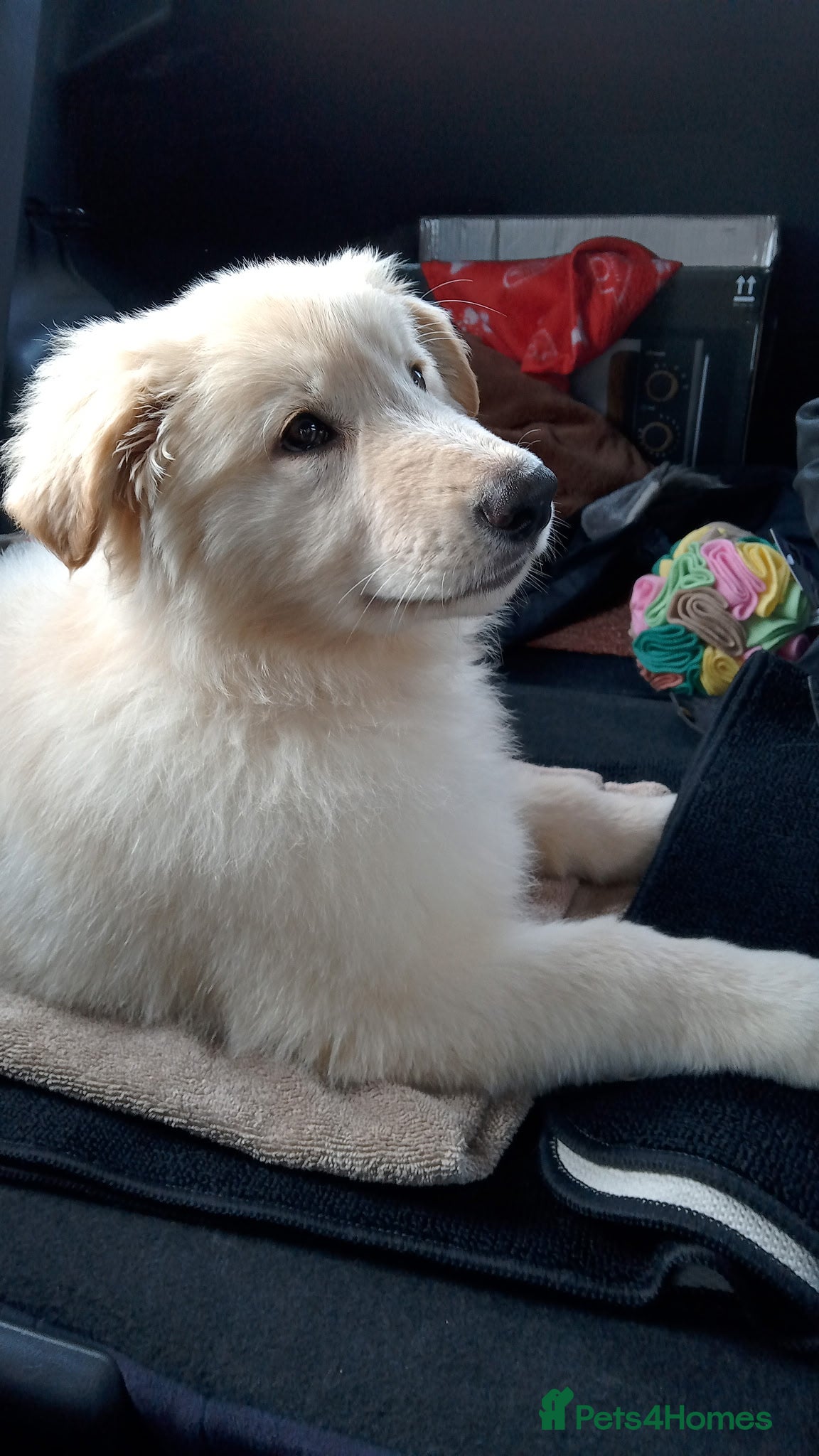 German Shepherd dogs Quality KC White Long-Coated German Shepherd Pups - Advert 3