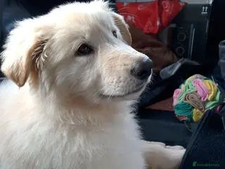 German Shepherd dogs Quality KC White Long-Coated German Shepherd Pups - Advert 3