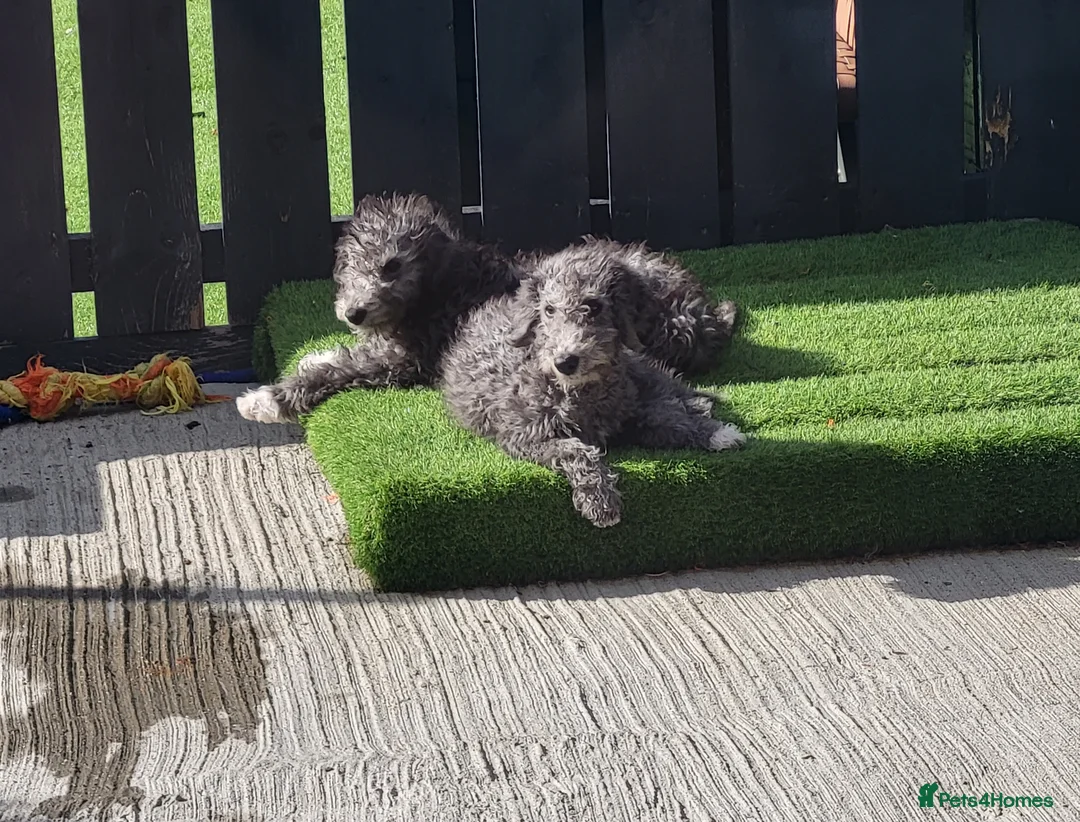 Bedlington Terrier dogs for stud: Bedlington terrier for stud  - Advert 23