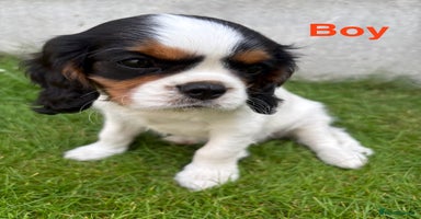 Cavalier King Charles Spaniel dogs - Advert 3
