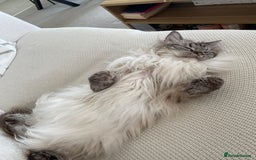 Ragdoll cats for sale: Stunning Ragdoll looking for a loving home 💕 - Image 4