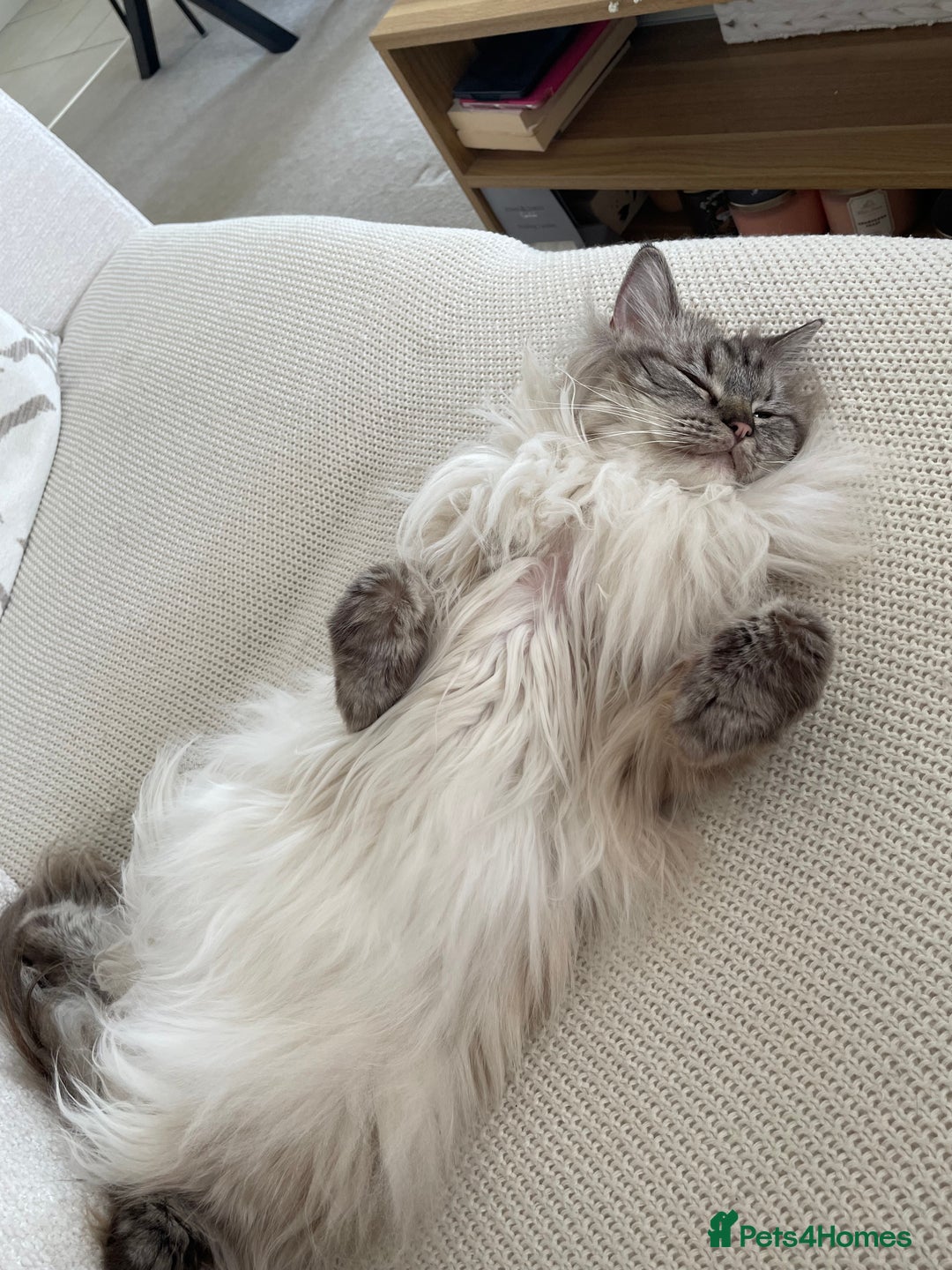 Ragdoll cats for sale: Stunning Ragdoll looking for a loving home 💕 - Image 4