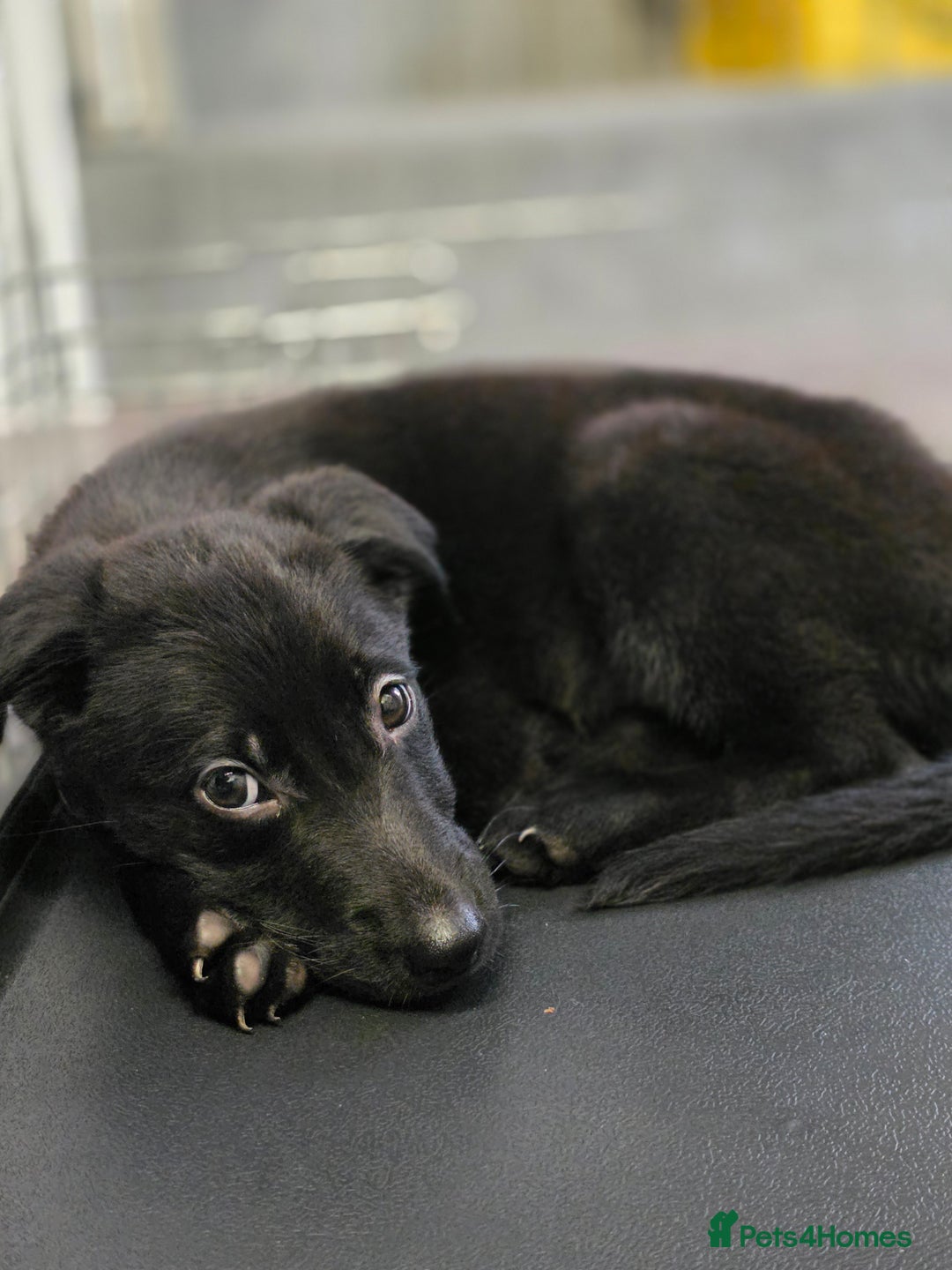 Mixed Breed dogs for sale: Beautiful black Belgain Malinois X Labrador  - Image 14