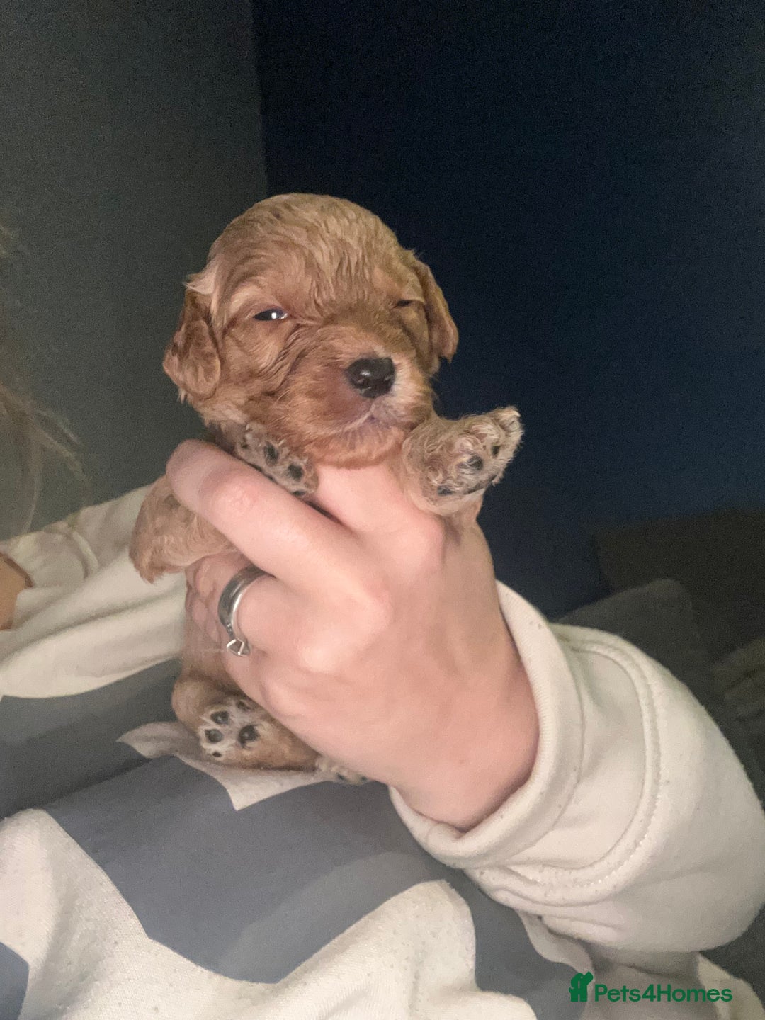 Cockapoo dogs for sale: F1 cockapoos  - Advert 12