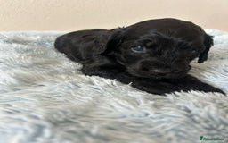 Cockapoo dogs for sale: 🖤BEAUTIFUL COCKAPOO FOR SALE🖤 - Advert 6