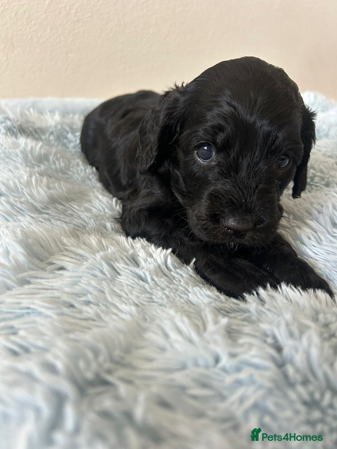 Cockapoo dogs for sale: 🖤BEAUTIFUL COCKAPOO FOR SALE🖤 - Advert 6