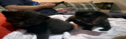 Mixed Breed cats for sale: 1 black and 1 tabby girl kittens  in March - Advert 8