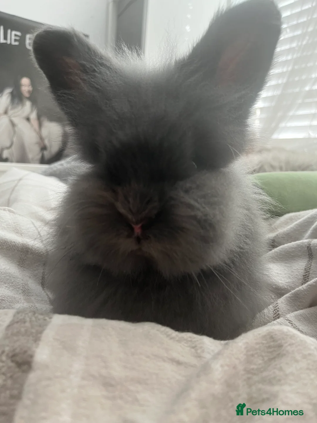 Mixed Breed rabbits for sale: Female rabbit free to good home - Advert 2