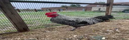 Chickens poultry for sale: Vaccinated Olive egger POL hens & Cockerel - Advert 5