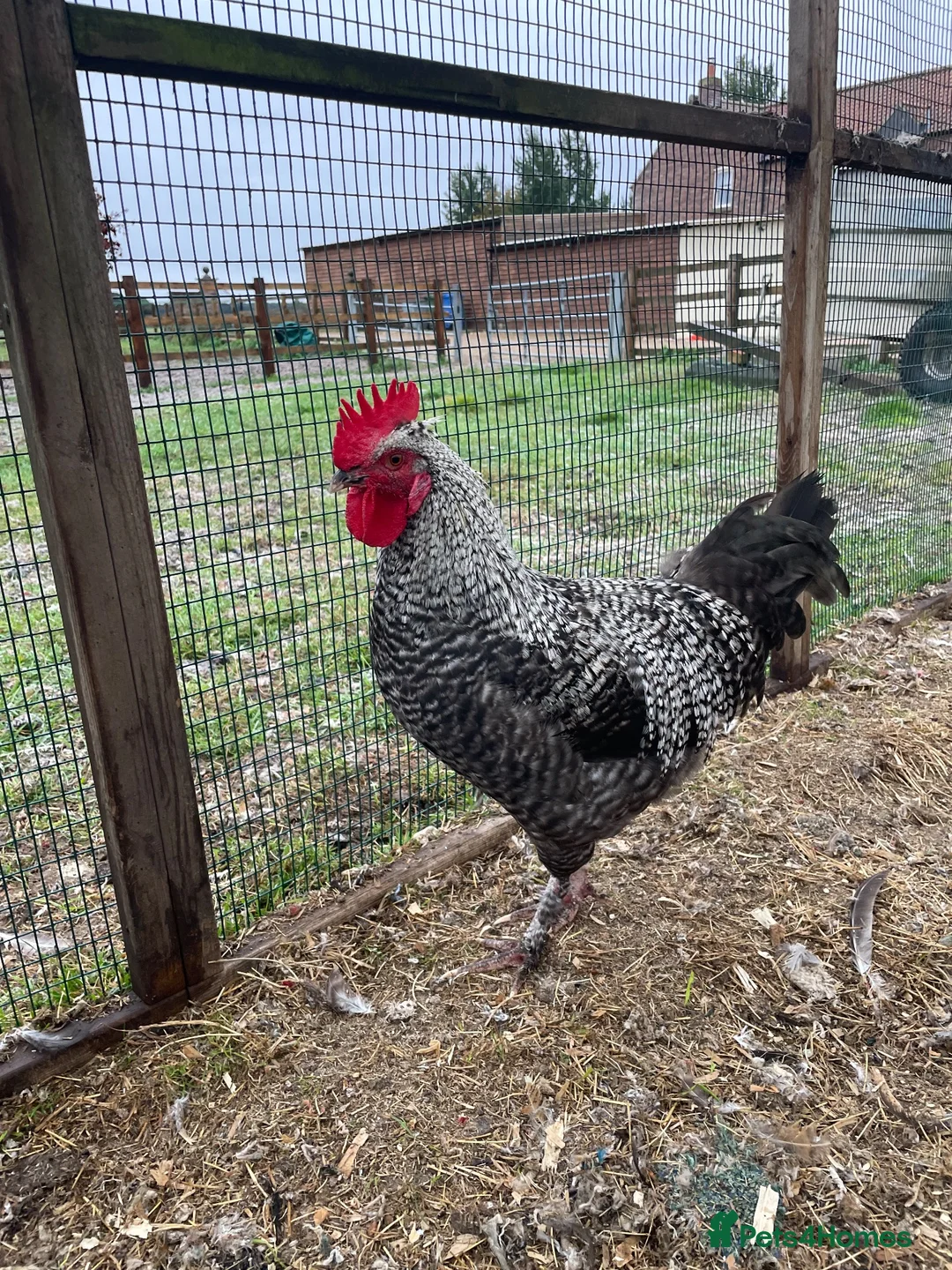 Chickens poultry for sale: Vaccinated Olive egger POL hens & Cockerel - Advert 5