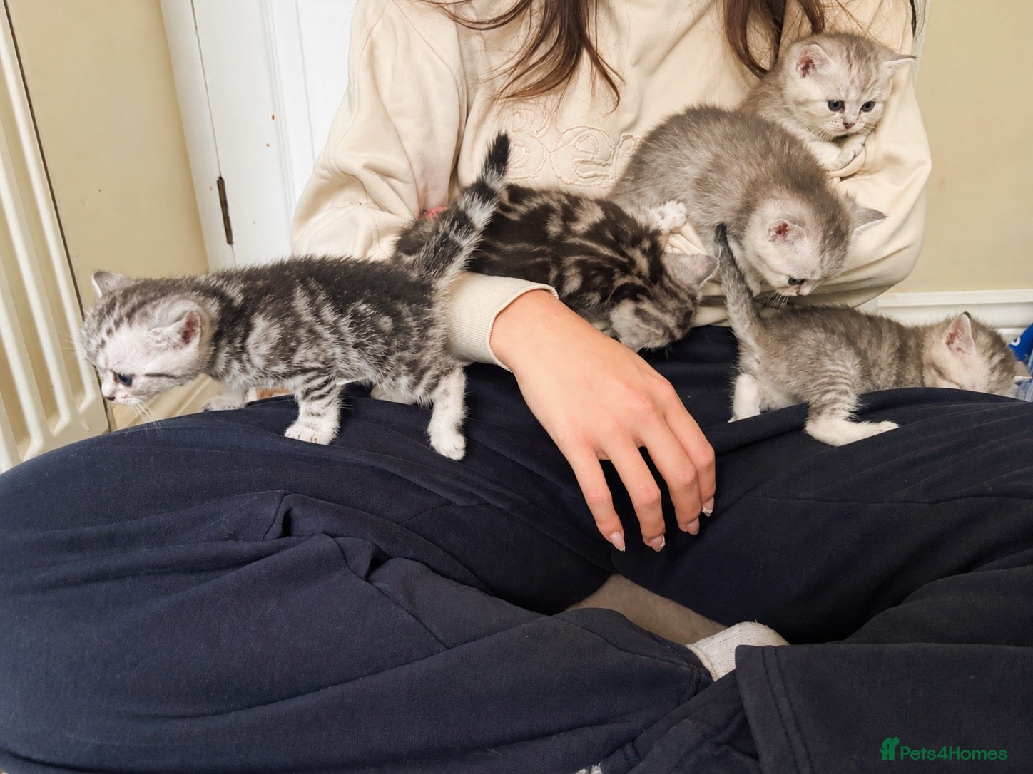 British Shorthair cats GCCF BSH kittens silver tabby & chinchilla  - Advert 3