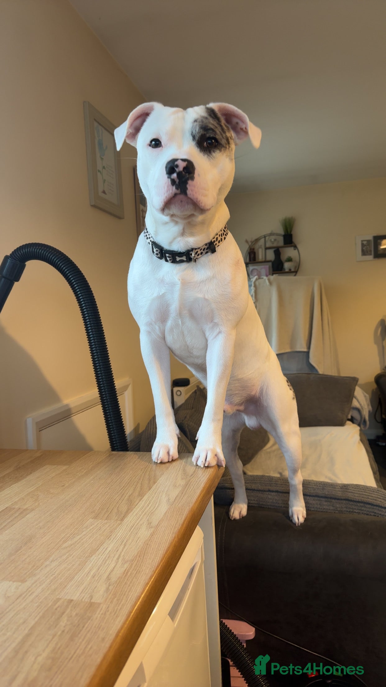 Staffordshire Bull Terrier dogs Loki  in Peacehaven - Advert 2