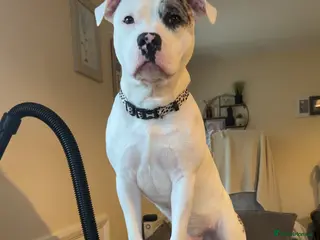 Staffordshire Bull Terrier dogs Loki in Peacehaven - Advert 2