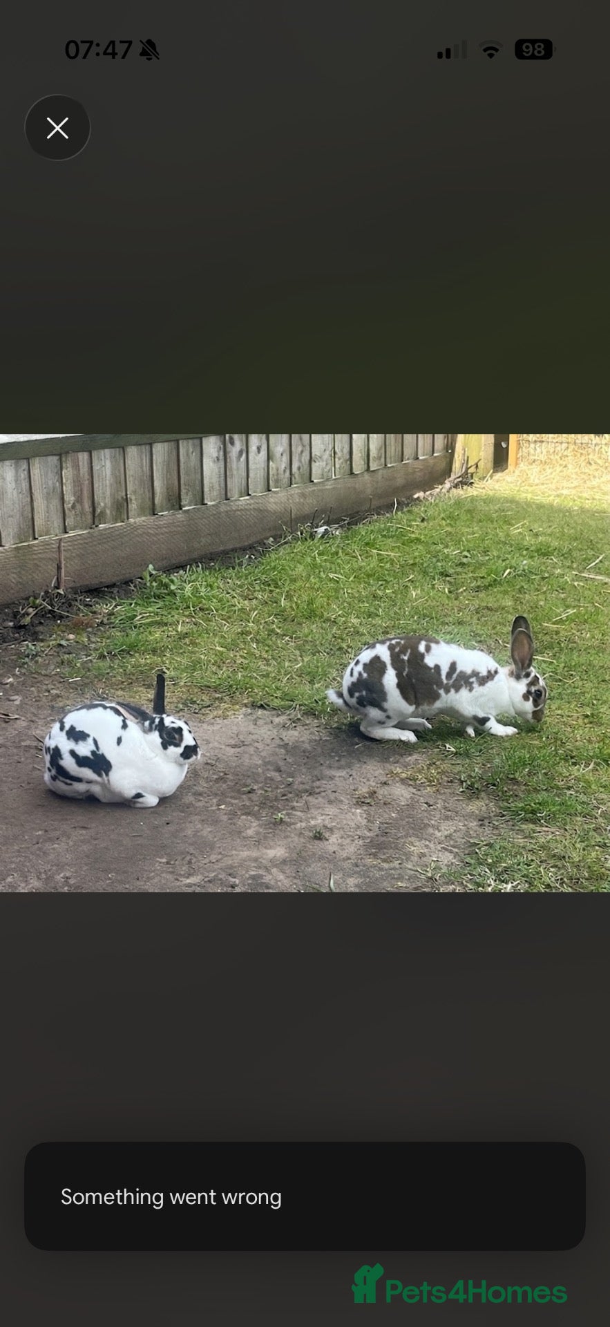 Rex rabbits Two mini Rex in need of new home  - Advert 1