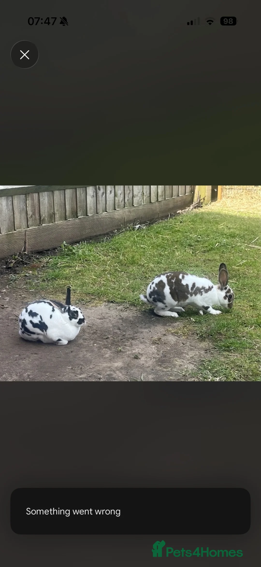 Rex rabbits for sale: Two mini Rex in need of new home  in Wolverhampton - Advert 1