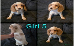 Cocker Spaniel dogs for sale: READY NOW working cocker spaniel pups - Image 7