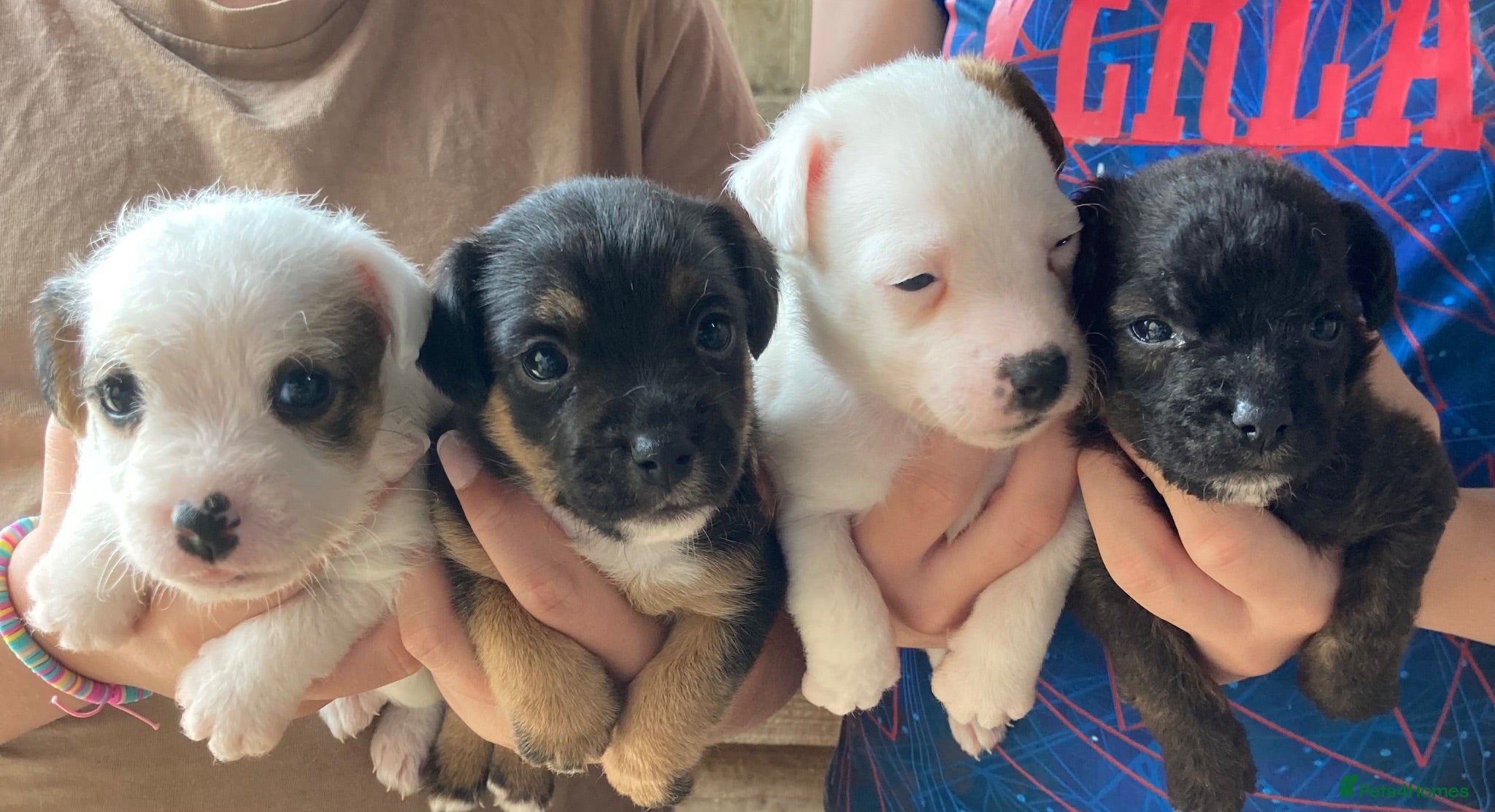 Jack Russell dogs Beautiful Jack Russell puppies  - Advert 6
