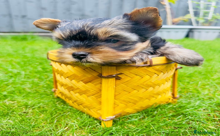Yorkshire Terrier dogs - Advert 1