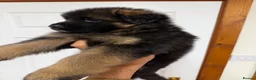 German Shepherd dogs for sale: QUALITY GERMAN SHEPHERD LONG HAIR PUPPIES  - Advert 10