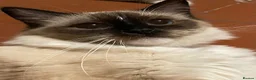 Ragdoll cats for sale: GCCF. Perfect Ragdolls ready to go. - Advert 16