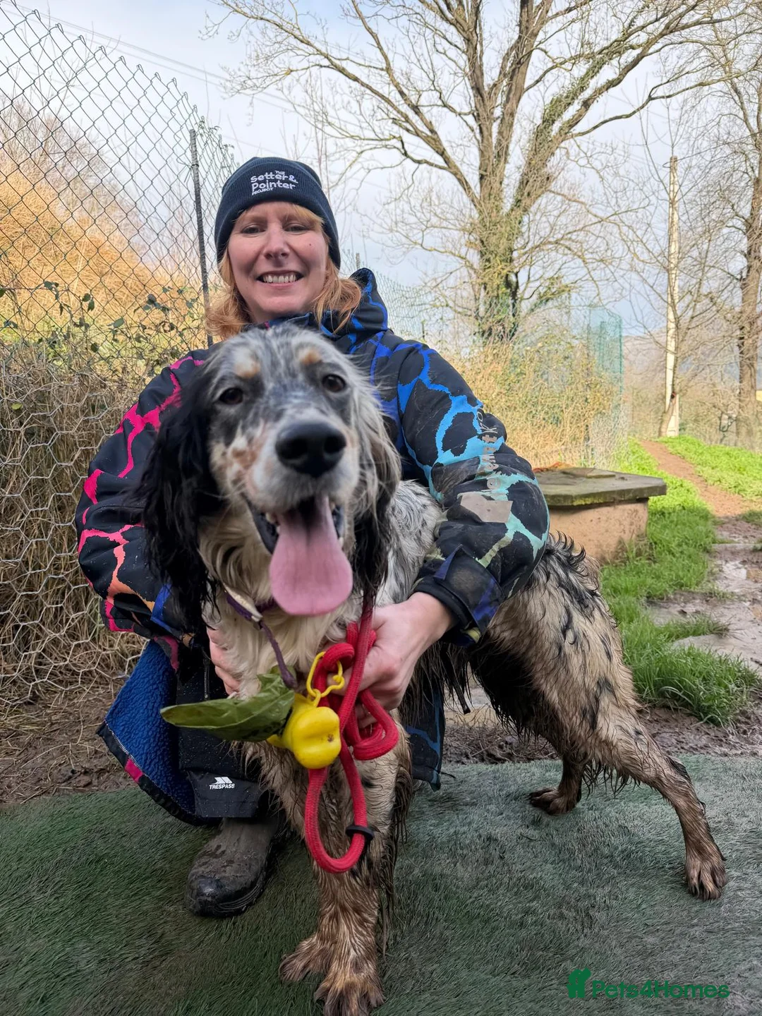 English Setter dogs for adoption: Drick - Advert 4