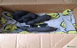 Guinea Pig rodents for sale: Baby Male Skinny Pigs For Sale  - Image 1