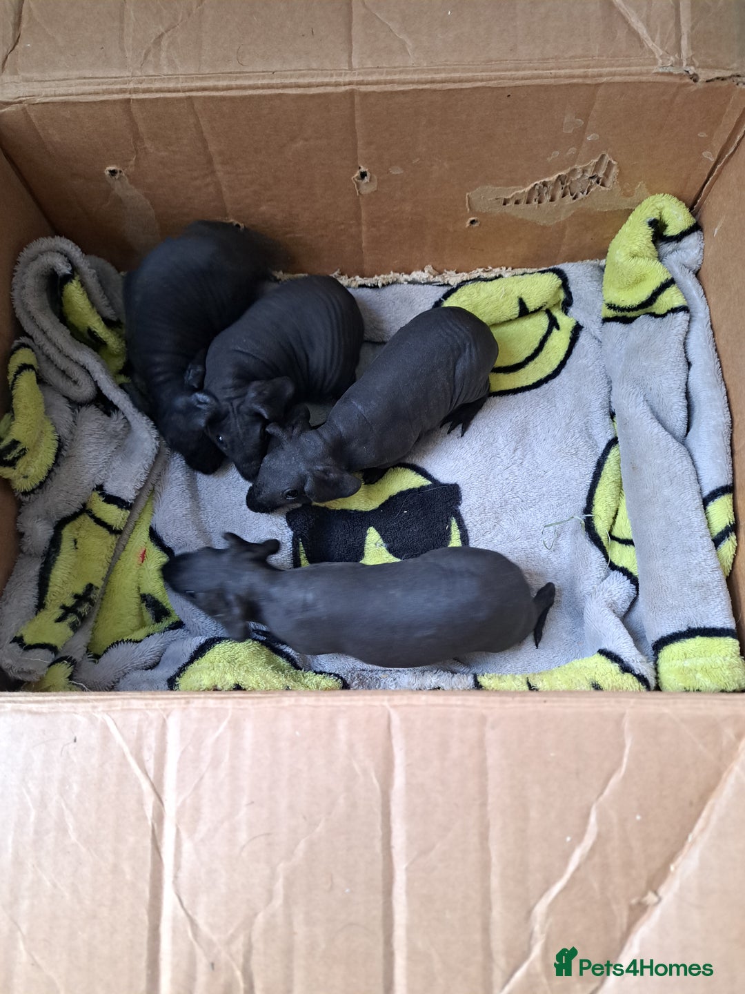 Guinea Pig rodents for sale: Baby Male Skinny Pigs For Sale  - Image 1