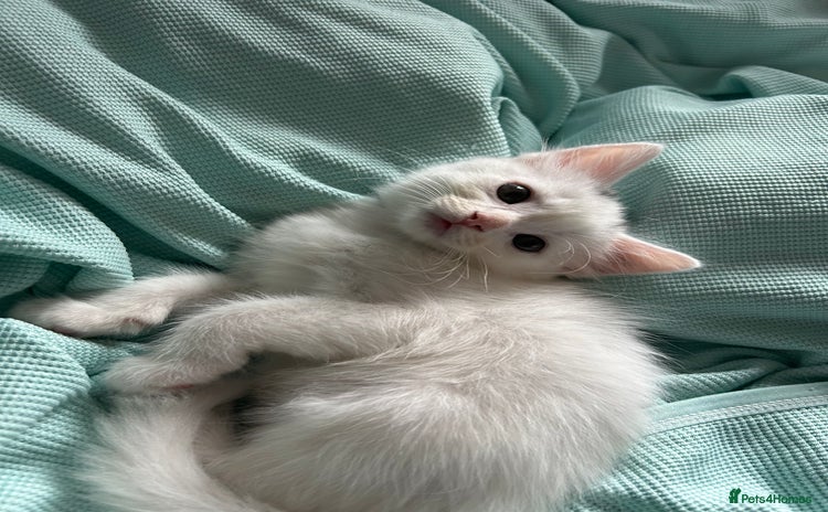 Ragdoll cats - Advert 2
