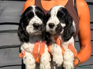 Cocker Spaniel dogs Show Cocker Pups Ready Now⭐️ - Advert 1
