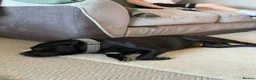 Staffordshire Bull Terrier dogs for stud: Staffordshire bull terrier for stud  - Advert 5