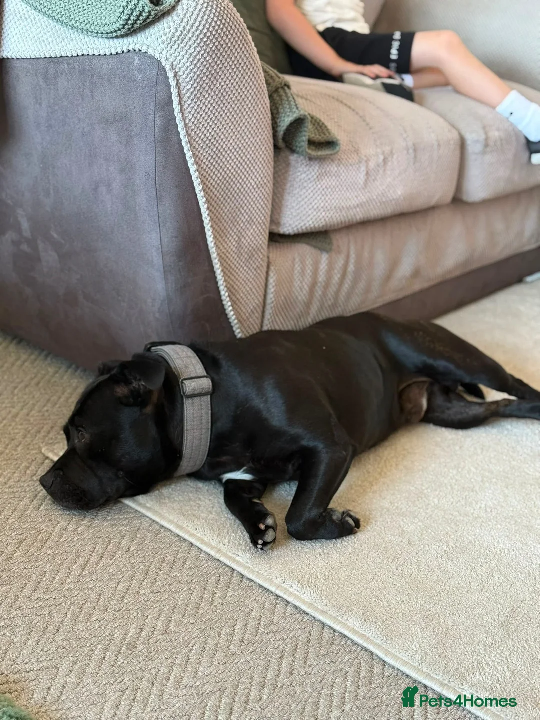 Staffordshire Bull Terrier dogs for stud: Staffordshire bull terrier for stud  - Advert 5