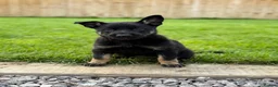 Belgian Shepherd Dog dogs for sale: EXCEPTIONAL WORKING LINE SHEPHERDS! - Advert 7