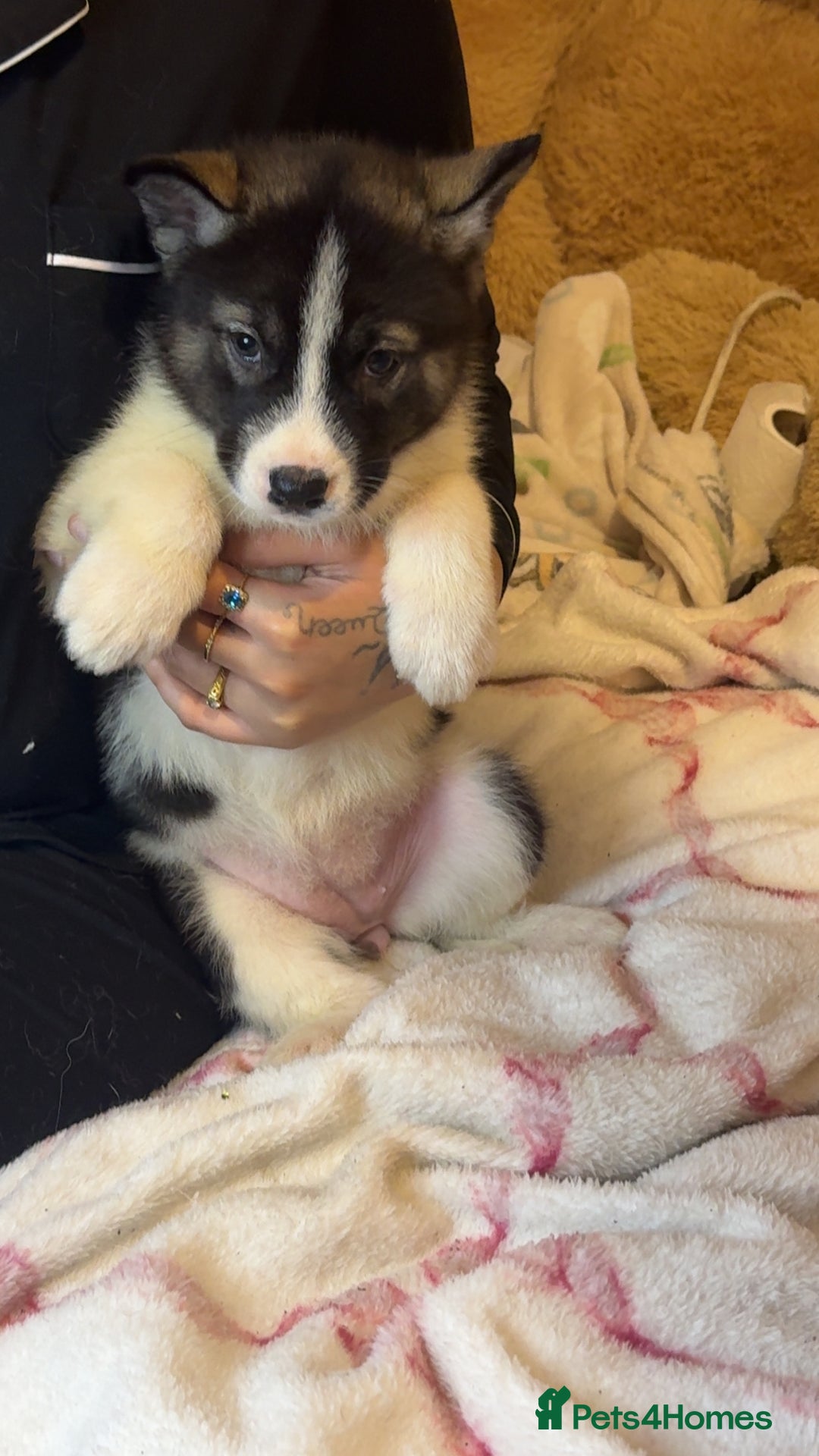 Siberian Husky dogs for sale: Siberian husky  - Advert 10