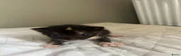Mixed Breed cats for sale: Kitten 1 - Advert 13