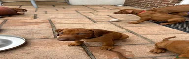 Rhodesian Ridgeback Puppy 7
