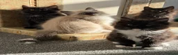 Mixed Breed cats for sale: kittens ready to be loved  - Advert 35