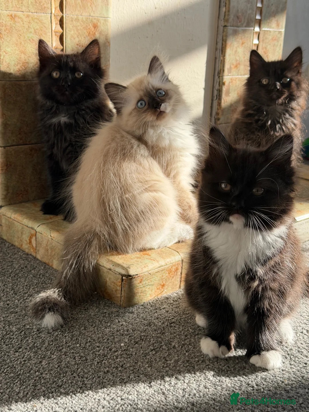 Mixed Breed cats for sale: kittens ready to be loved  - Advert 35