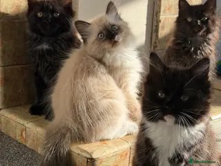 Mixed Breed cats kittens ready to be loved - Advert 4