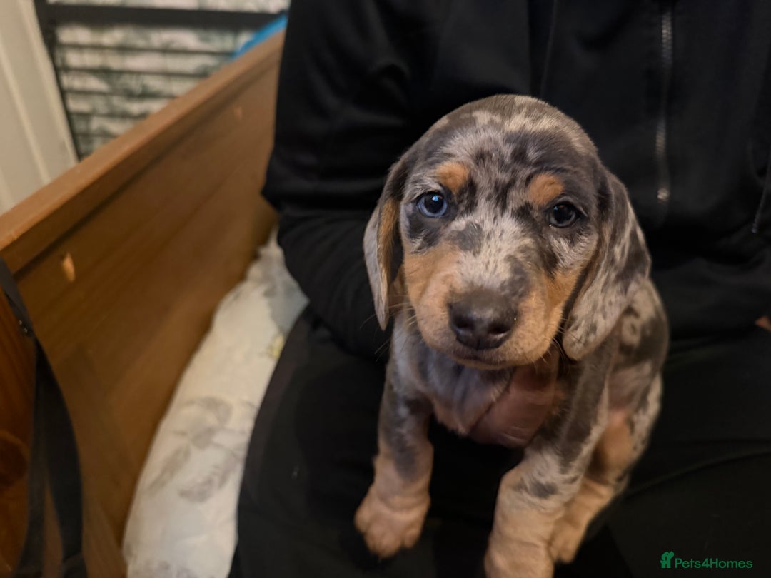 Dachshund dogs for sale: Isabella, pied, dapple dachshund - Advert 8