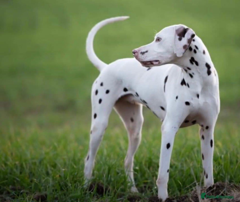 Dalmatian dogs 8 year old Dalmatian - Polly - liver spotted - Advert 1