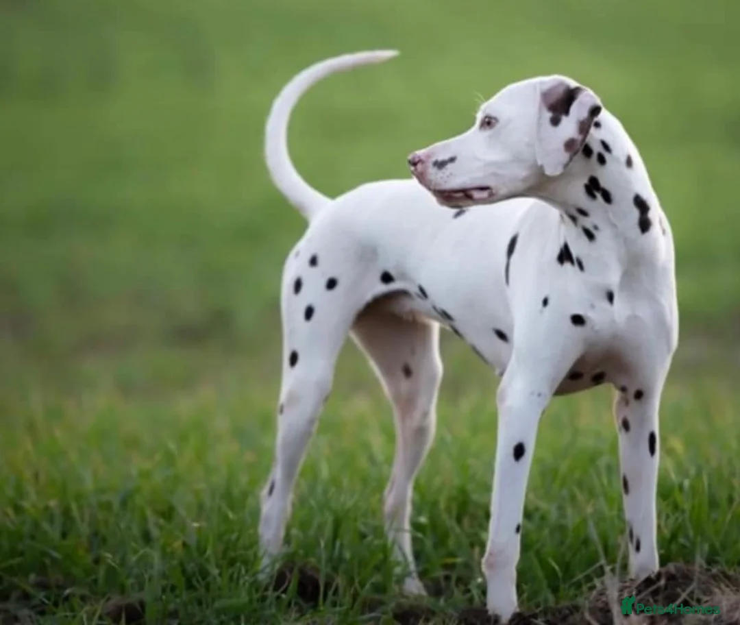 Dalmatian dogs for sale: 8 year old Dalmatian - Polly - liver spotted - Advert 1